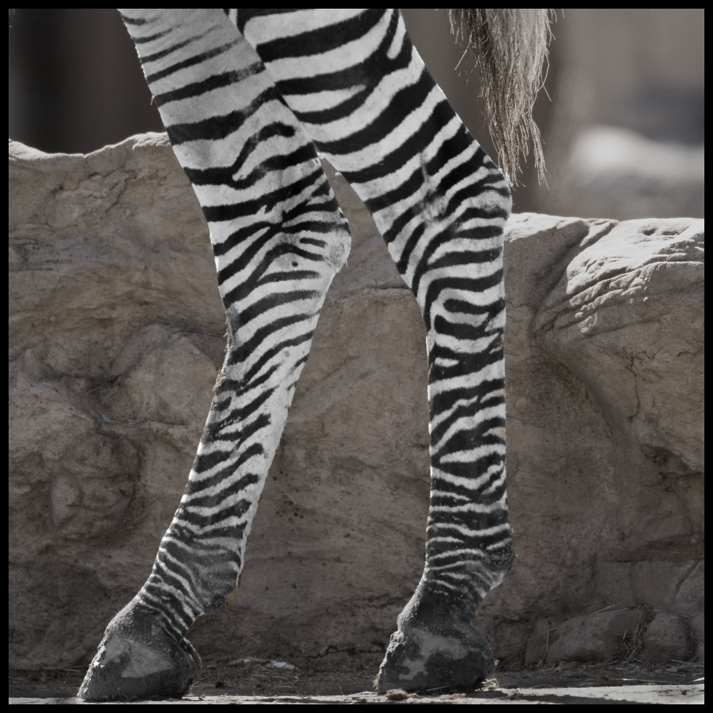 Zebra legs, Sexy hoofs., Cat Girl 007