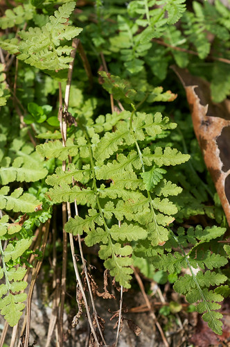 fern green frond turkeycreek leaflitter woodsia woodsiaobtusa woodsiaceae