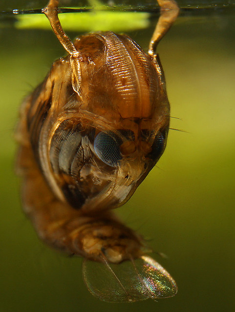 mosquito pupa (4)
