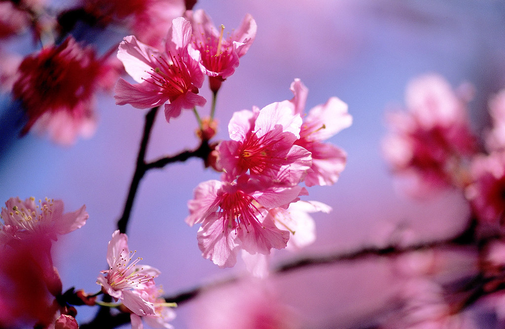 Cherry blossoms by Silvia 希維亞