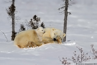 Polar Bear Adventure 2012