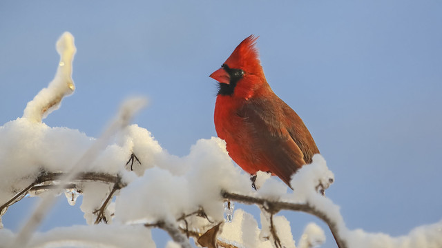 Northern Cardinal, Baileyville, Maine