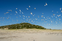 Royal Terns in flight