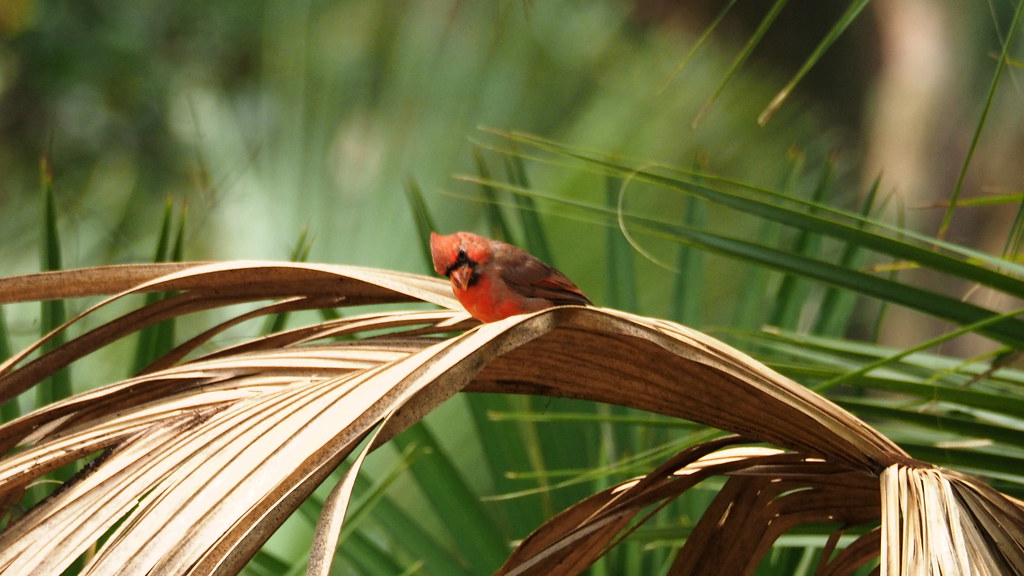 northern cardinal | OLYMPUS DIGITAL CAMERA | carlinsc | Flickr