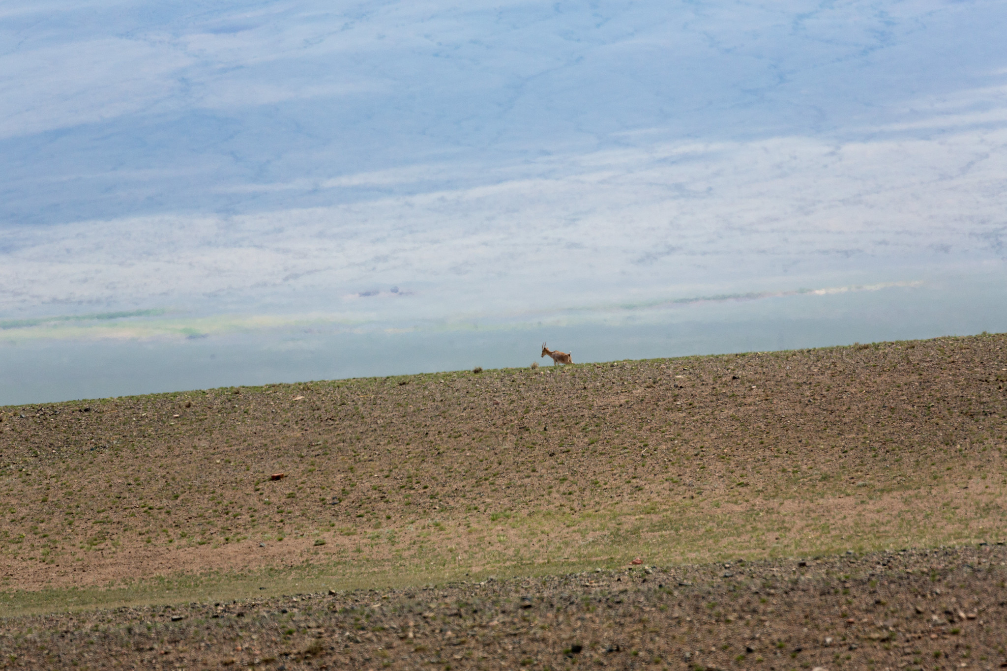 Saiga Antelope - Mongolia