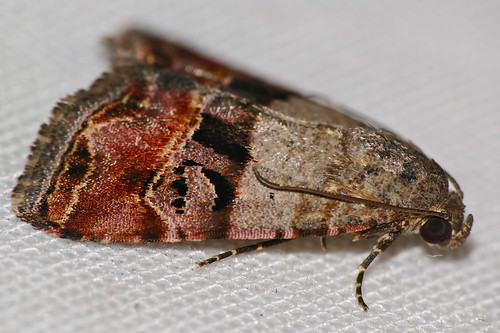 bhubesi hlane swaziland moth noctuidae ozarbaaccincta taxonomy:binomial=ozarbaaccincta