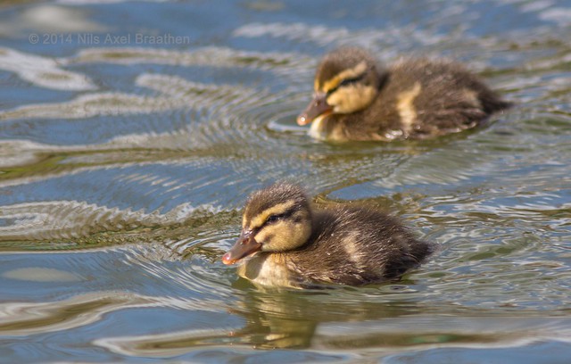 J77A0851 -- The first Ducklings in 2014
