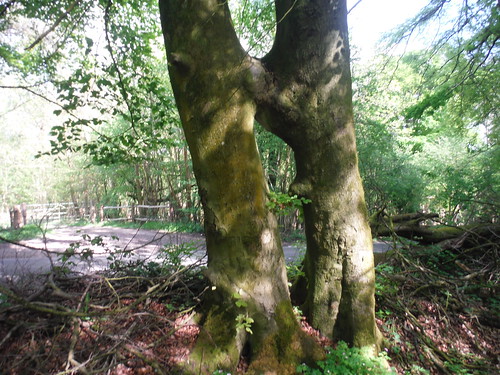 Tree near B2141 SWC Walk Rowlands Castle Circular - Extension