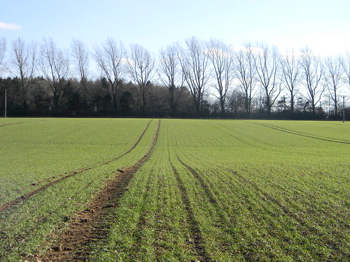 Field pattern and treeline Chesham to Great Missenden