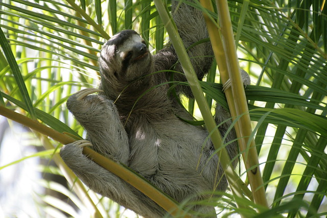 Sloth, Hotel Parador, Parque Nacional Manuel Antonio