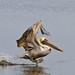 Flickr photo 'Pelican taking off' by: GTMResearchReserve.