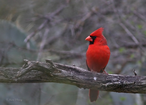 male cardinal northern cardinalis