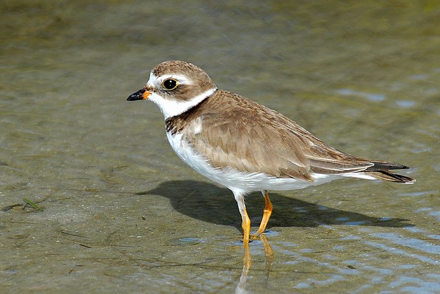 Semipalmated Plover, winter