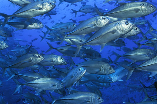 Cocos Island