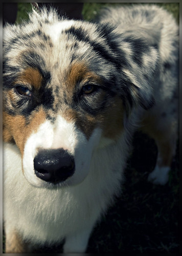 Australian Shepherd | by jodispayne.....Mostly off :(