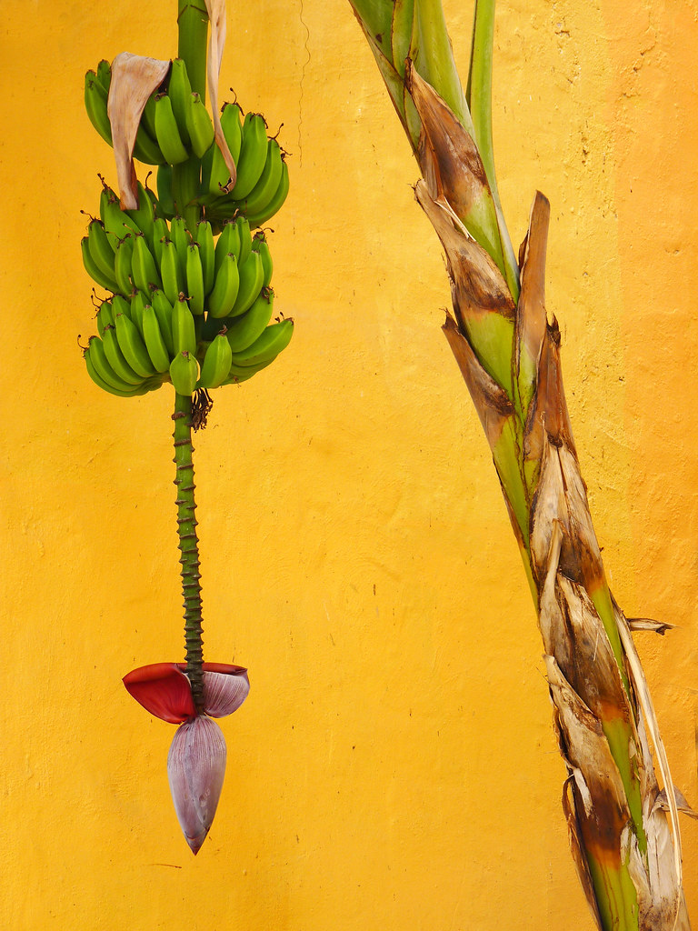 Banana Republic . Mexico | Nick Kenrick | Flickr
