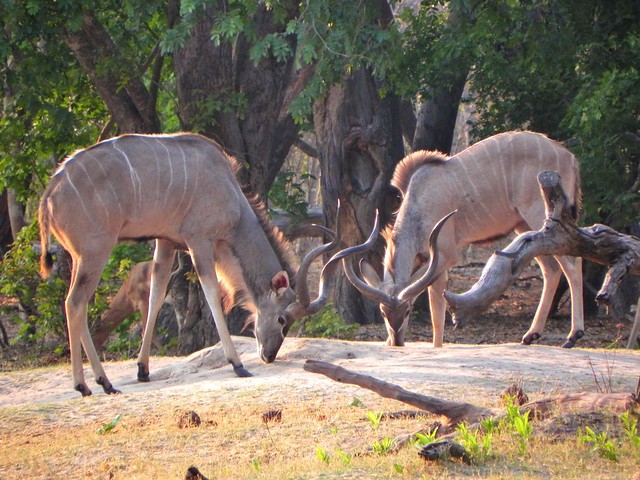 Cudù Maggiori alla ricerca di sale - Hwange National Park (Zimbabwe)