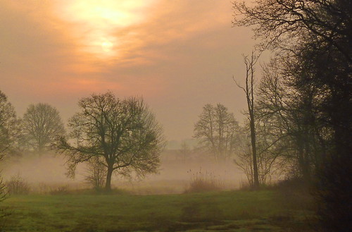 noorddrenthe haze fog mist sunrise tree drenthe netherlands mooidrenthe 2012