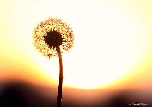 sunset flower silhouette weed dandelion seeds