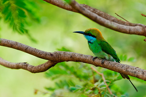 travel green bird asia srilanka yala
