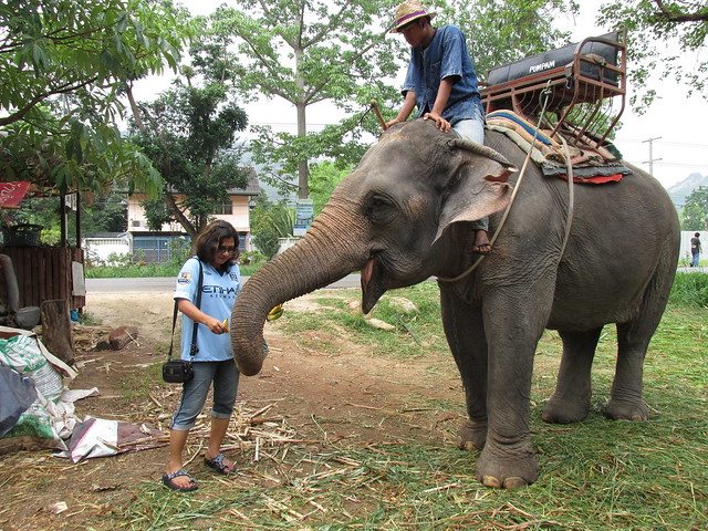 Feeding Elephant (1)