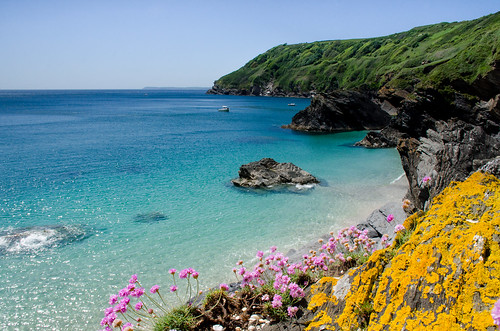 seascape cornwall turquoise thrift polruan lanticbay