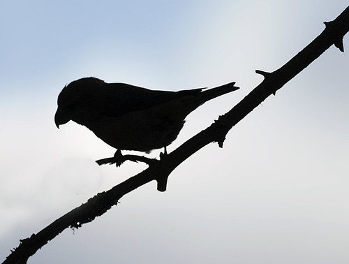 Scottish Crossbill Silhouette | by Margaret J Walker