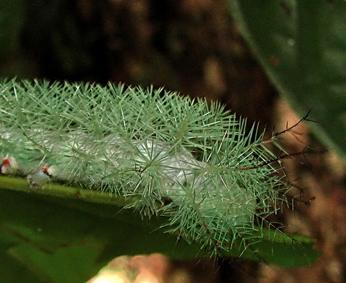 giant silkworm moth caterpillar (Lonomia sp?)---1st of 3 p 