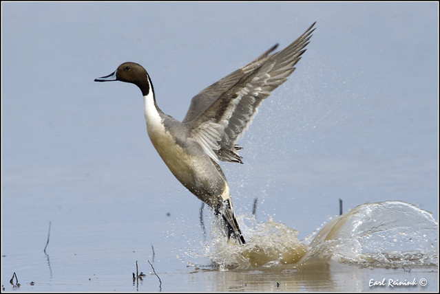 Pintail Duck (20120312-0715)