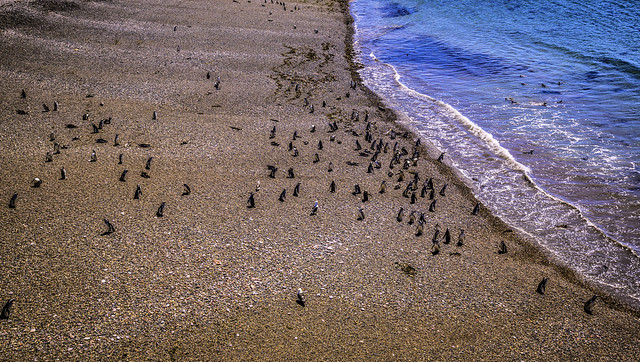 Penguin Beach Day
