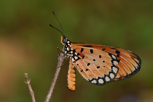 butterfly tawny coster