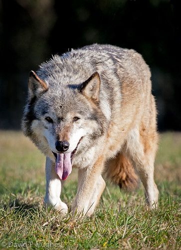 Wolf | by David P Hughes