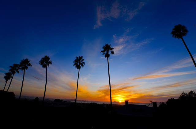 San Francisco Palm Tree Sunset