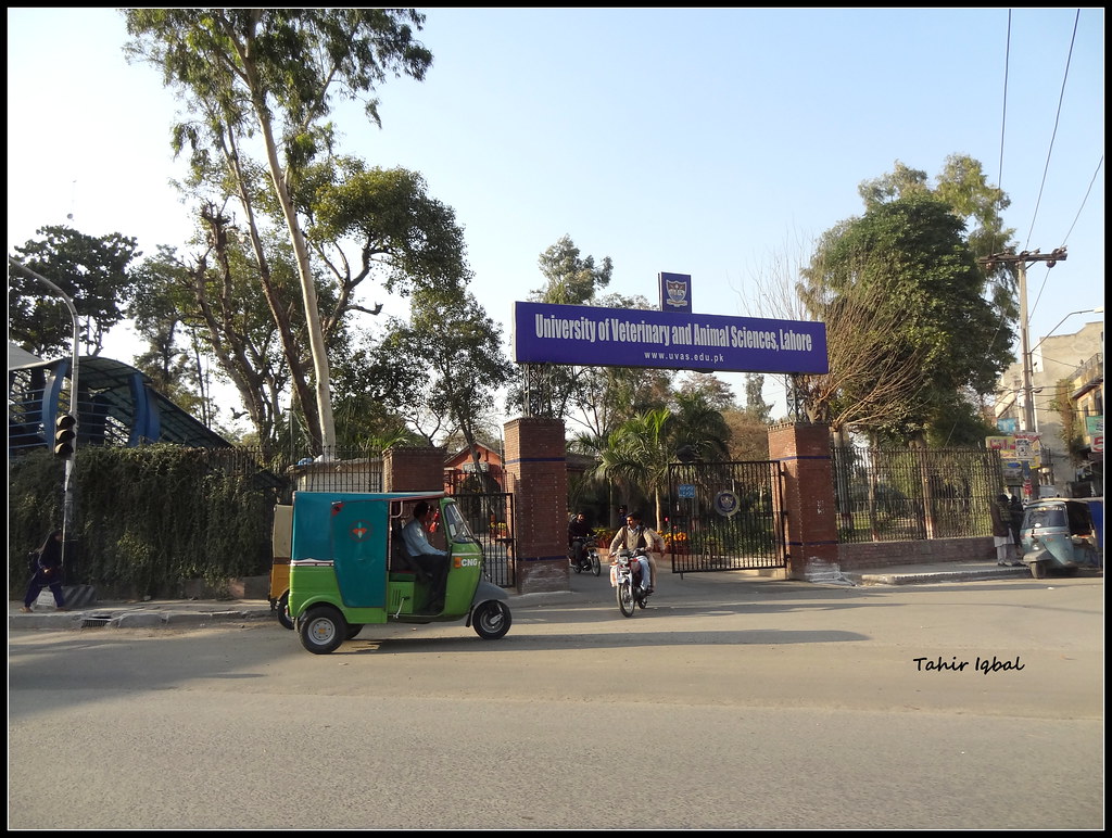 University Of Veterinary & Animal Science Lahore Punjab | Flickr
