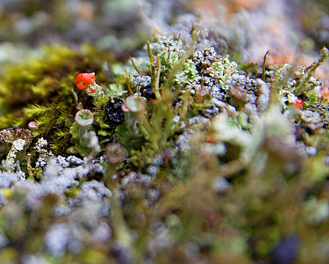 Lonely British Soldier amongst Moss
