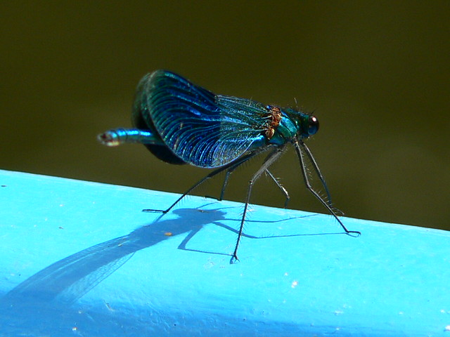 Damsel fly on Rons Boat