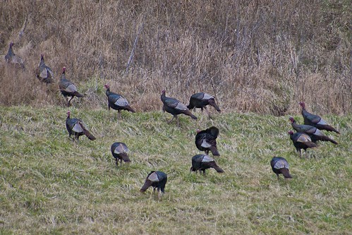 birds animals turkey wildturkey gallopavo taxonomy:binomial=meleagrisgallopavo