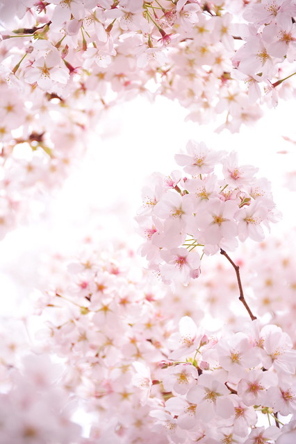 Sakura / Spring is Blooming!