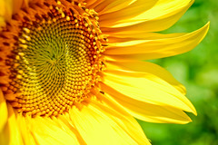 sunflower_by_g0ddest-d3yaba1