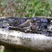 Flickr photo 'Yellow-rumped Warblers (Dendroica coronata AKA Setophaga coronata) and Northern Parula (Parula americana AKA Setophaga americana)' by: Mary Keim.