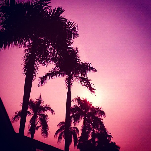 Purple sky above Serpong #sky #skyscape #purple #view #tre… | Flickr