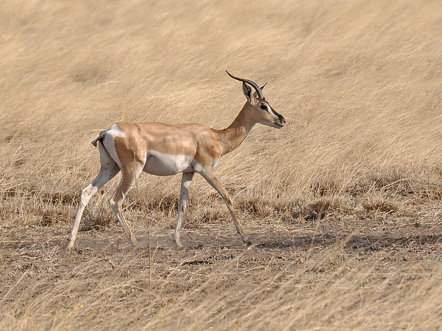 Soemmerring's Gazelle (Gazella soemmerringii) Ethiopia