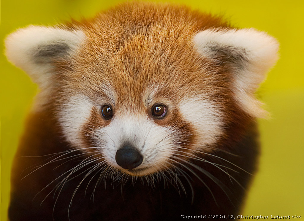 "Why Hello y'all...again!" - Red Panda Cubs