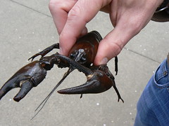 Crayfish at Willamette University