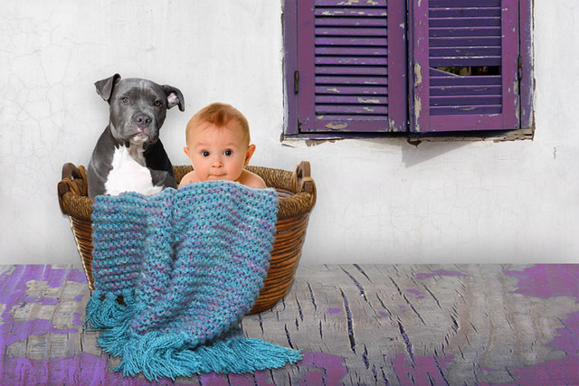 Peek-a-Boo... two Babies, The Nanny, The American Pit Bull Terrier puppy dog, and his baby brother...