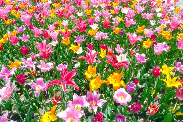 Tulip Garden：郁金香