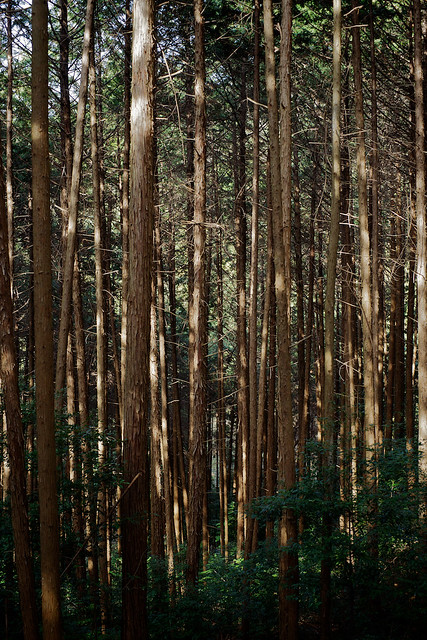 Forest in north of Higashiyama, Kyoto, Japan