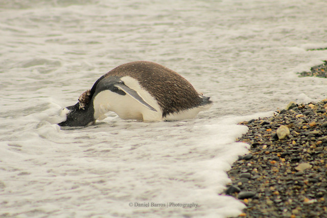 Banho - Pinguineira