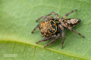 Jumping spider (Pancorius sp.) - DSC_3250