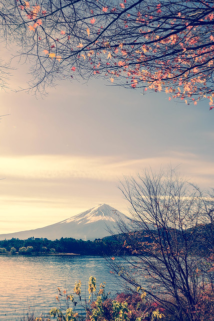 Morning Mt. Fuji & Maple 早安富士山 in Japan yamanashi prefecture .Lake Kawaguchi 日本山梨縣河口湖    DSC_5776-1